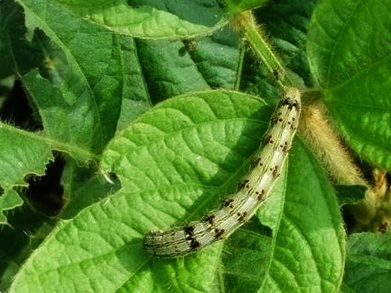 我公司3個產(chǎn)品進入新疆兵團重點推薦品種目錄