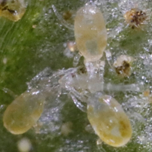 科云&reg;加州新小綏螨