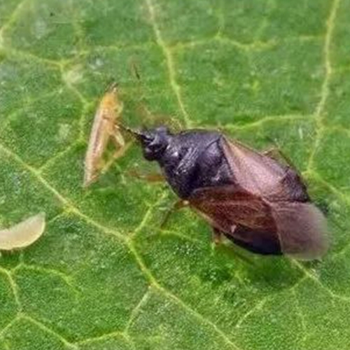 科云&reg;小花蝽