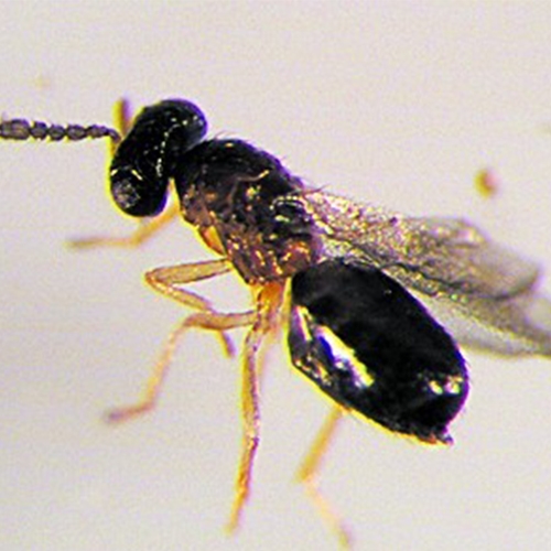 科云&reg;周氏嚙小蜂