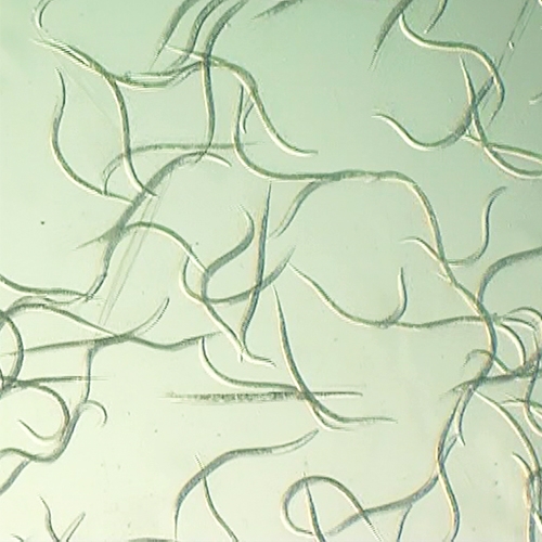 奈瑪&reg;昆蟲病原線蟲