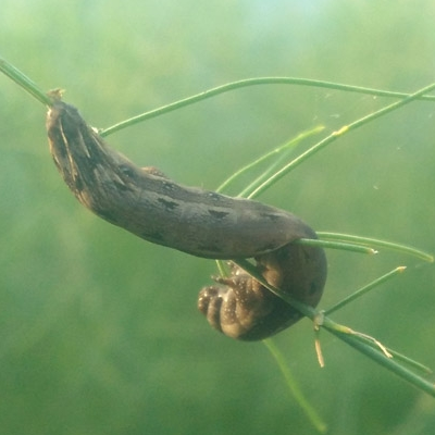 科云&reg; 重將&reg; 斜紋夜蛾核型多角體病毒制劑