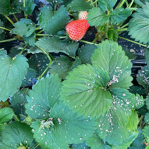 科云&reg;加州新小綏螨