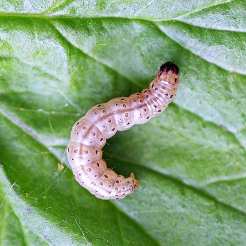 科云&reg; 實(shí)驗(yàn)昆蟲&mdash;&mdash;玉米螟