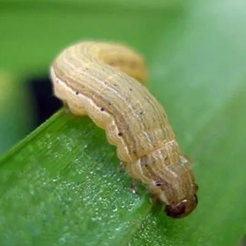 科云&reg;  實(shí)驗(yàn)昆蟲&mdash;&mdash;粘蟲