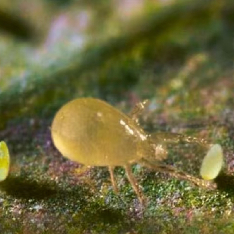 科云&reg;斯氏鈍綏螨