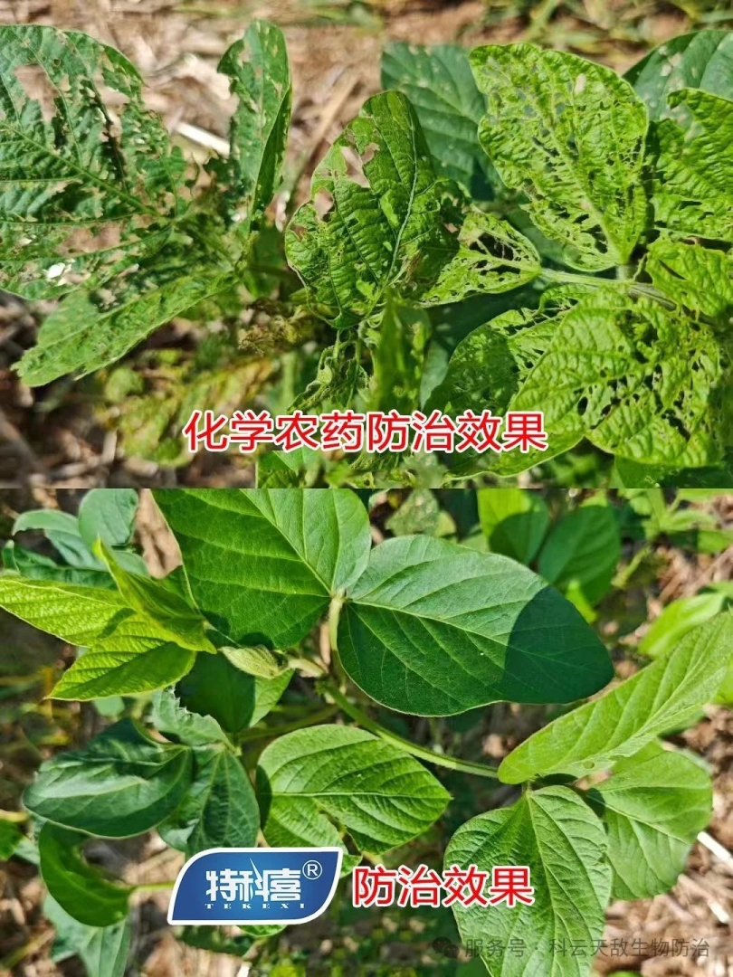科云&reg;特科喜&reg;甜菜夜蛾核型多角體病毒防治甜菜夜蛾效果，得到全省生物防治&ldquo;三進(jìn)&rdquo;行動(dòng)專(zhuān)家教授的一致肯定